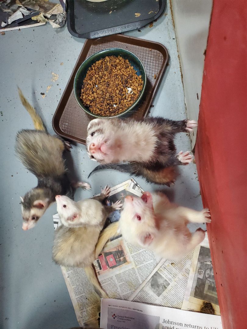 Enlarge Nibbilina, a Adoptable Ferret in Randolph, NJ image 3/4