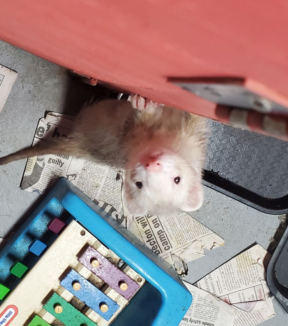 Enlarge Nibbilina, a Adoptable Ferret in Randolph, NJ image 4/4