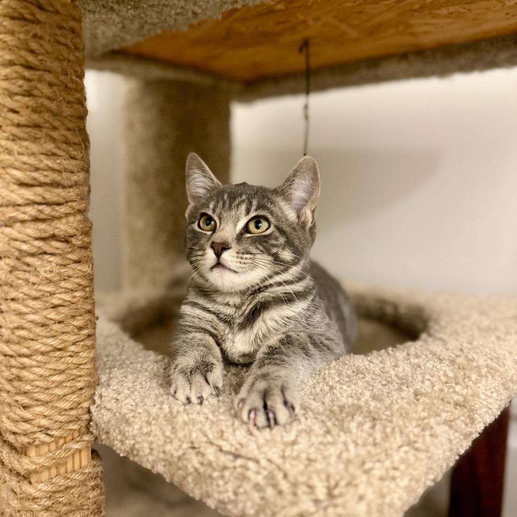 Lil Bitty, a Adoptable Domestic Short Hair in St. Louis, MO image 1/6