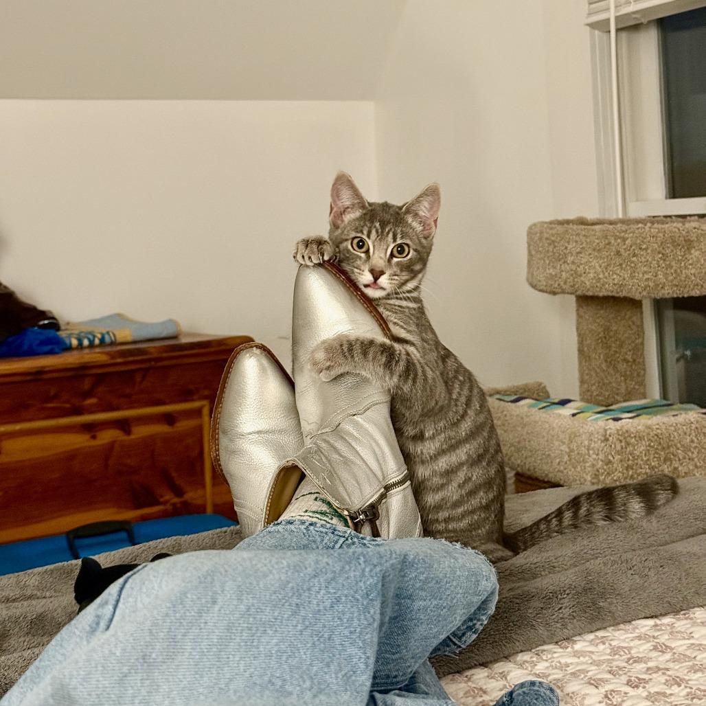 Lil Bitty, a Adoptable Domestic Short Hair in St. Louis, MO image 2/6