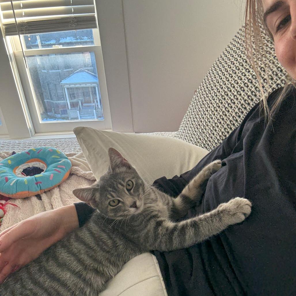 Lil Bitty, a Adoptable Domestic Short Hair in St. Louis, MO image 3/6