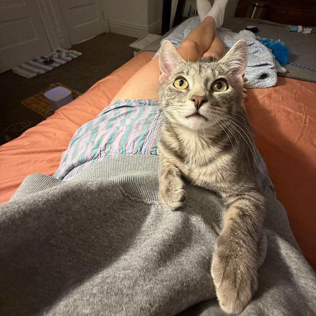 Lil Bitty, a Adoptable Domestic Short Hair in St. Louis, MO image 4/6