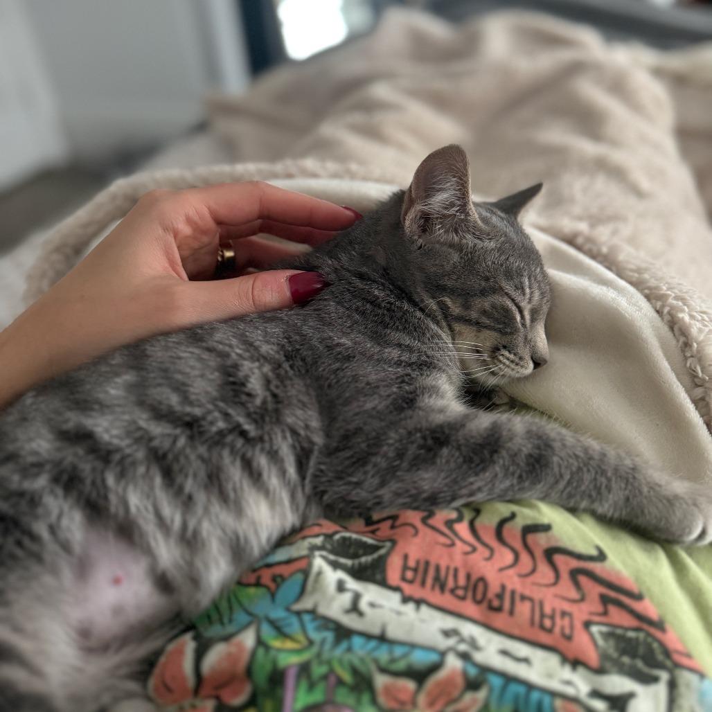 Lil Bitty, a Adoptable Domestic Short Hair in St. Louis, MO image 5/6