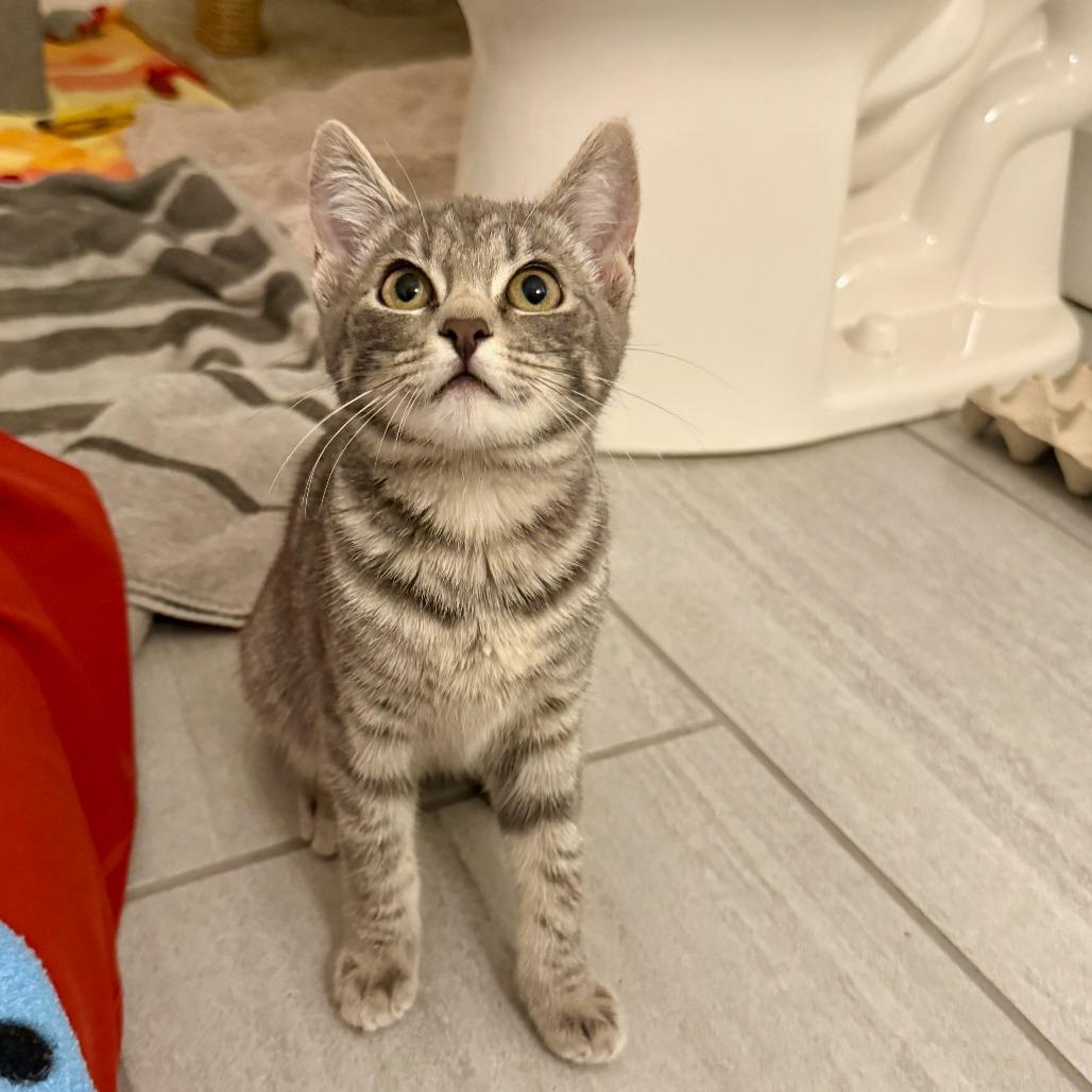 Lil Bitty, a Adoptable Domestic Short Hair in St. Louis, MO image 6/6