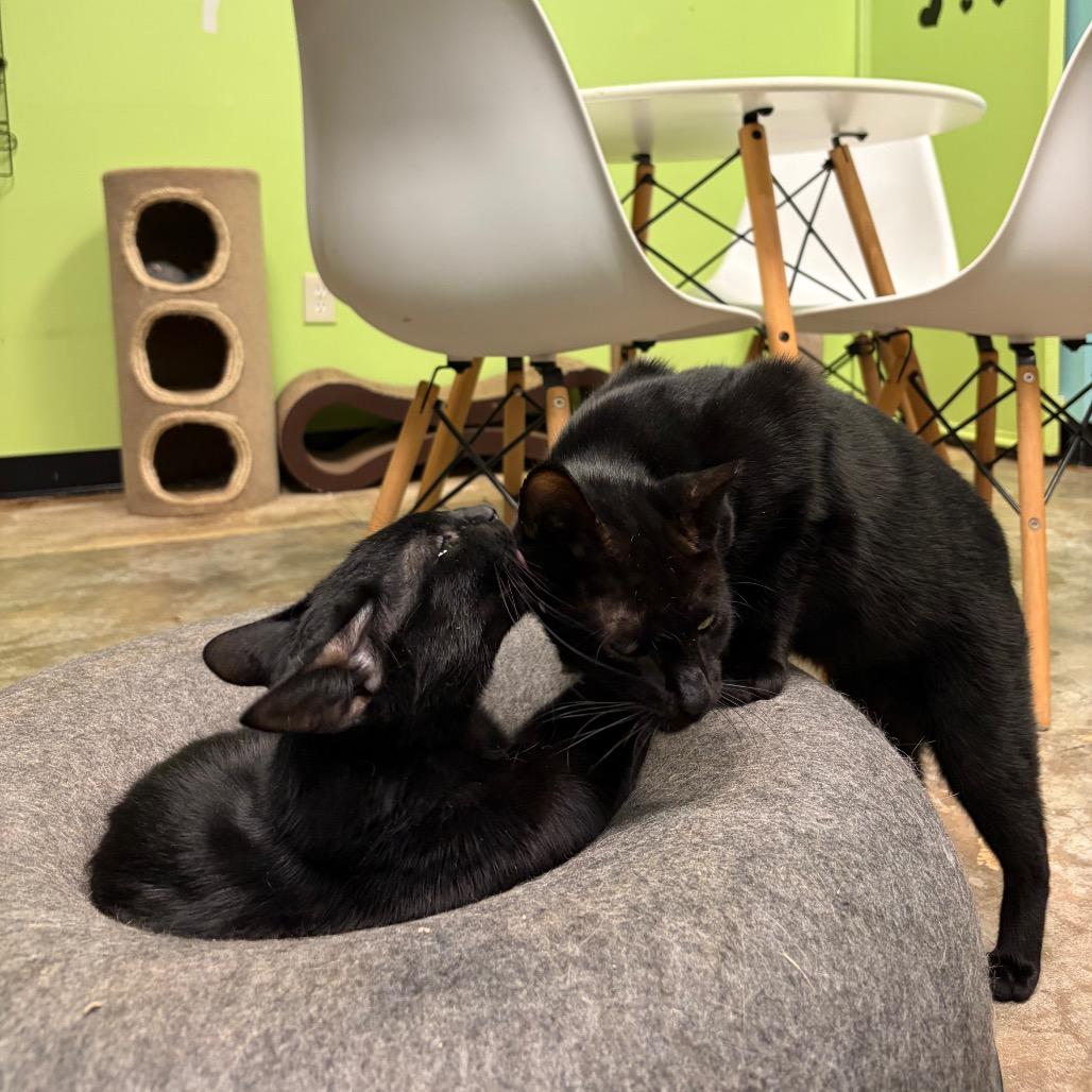 Radiohead, Adoptable, Adult Male Domestic Short Hair.