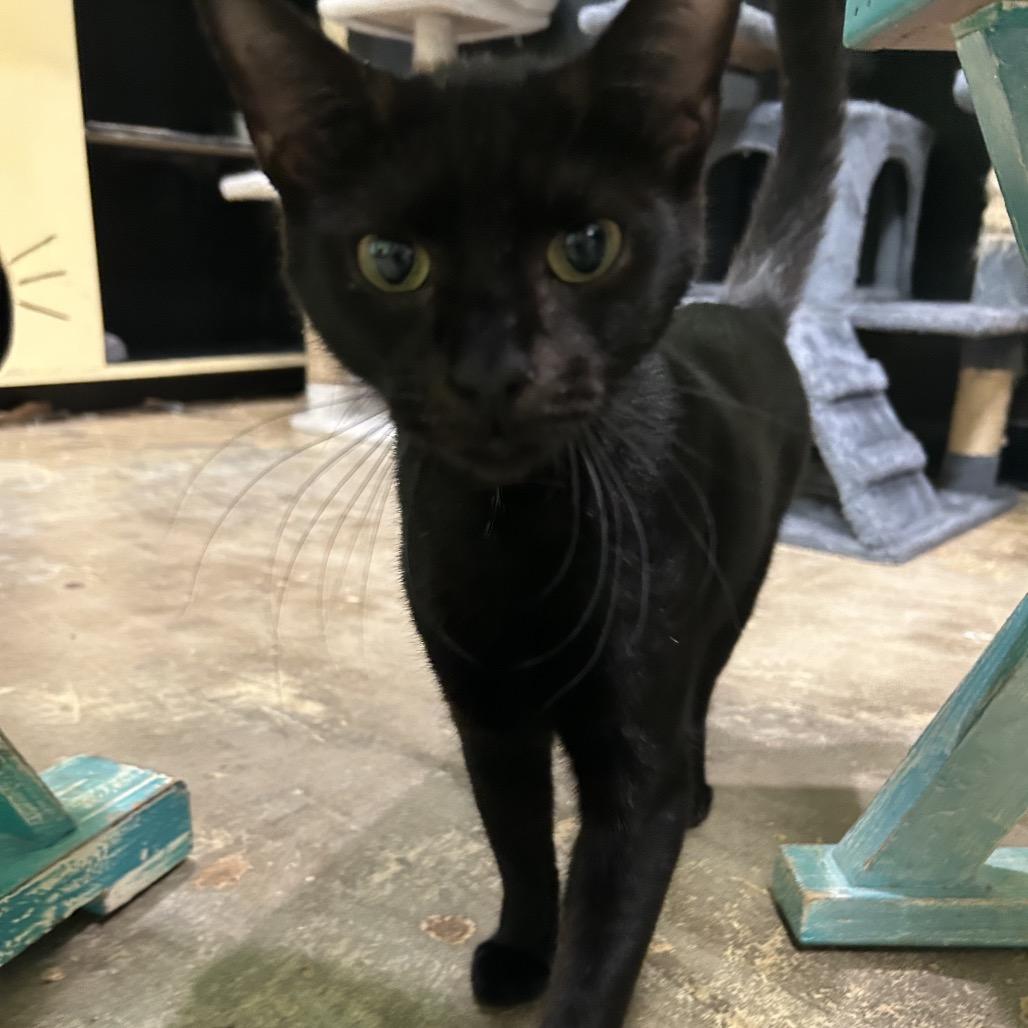 Enlarge Radiohead, a Adoptable Domestic Short Hair in Webster, TX image 2/6