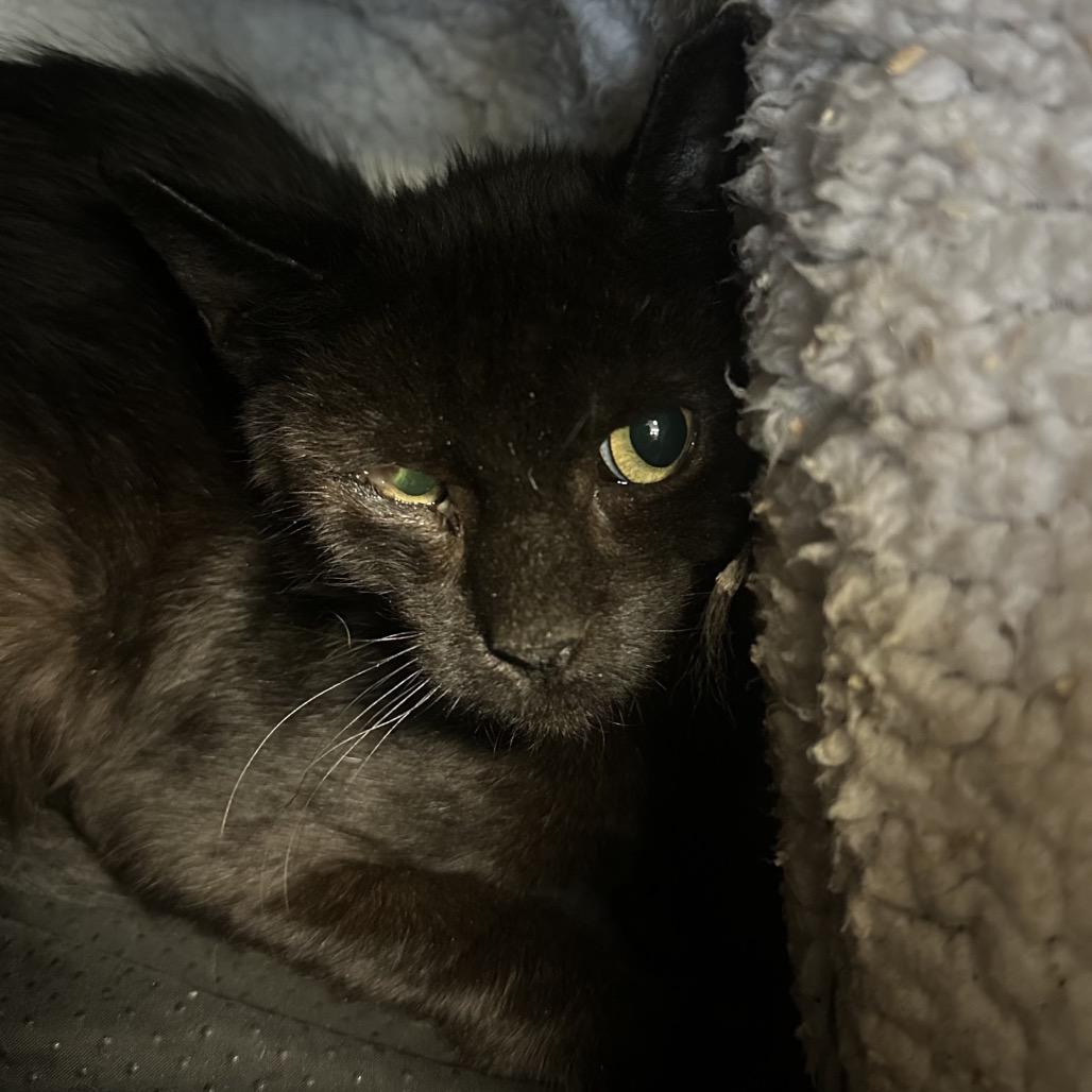 Enlarge Radiohead, a Adoptable Domestic Short Hair in Webster, TX image 4/6