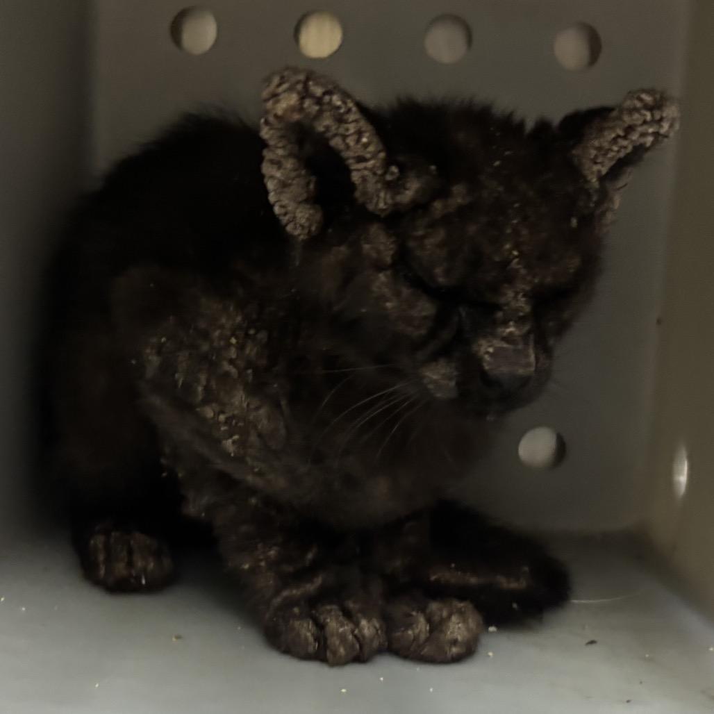 Enlarge Radiohead, a Adoptable Domestic Short Hair in Webster, TX image 5/6