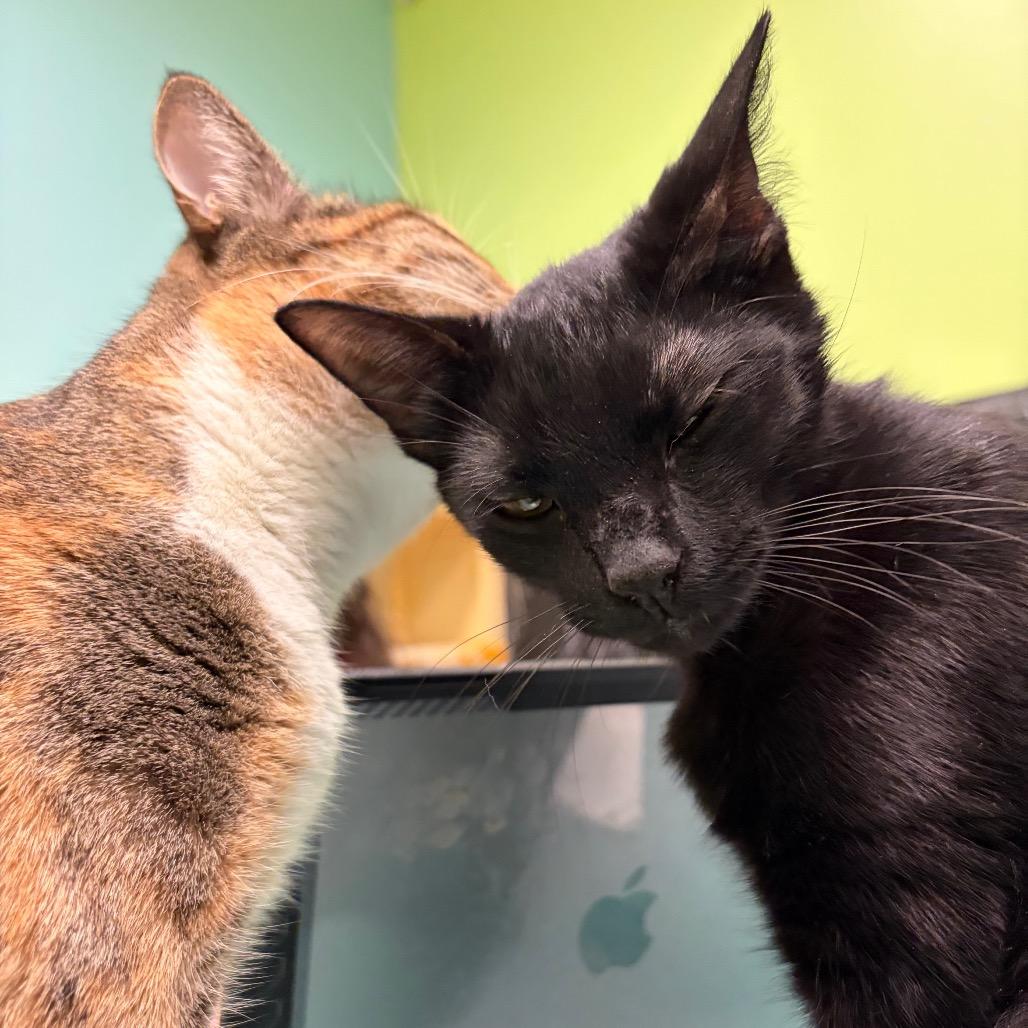 Enlarge Radiohead, a Adoptable Domestic Short Hair in Webster, TX image 6/6