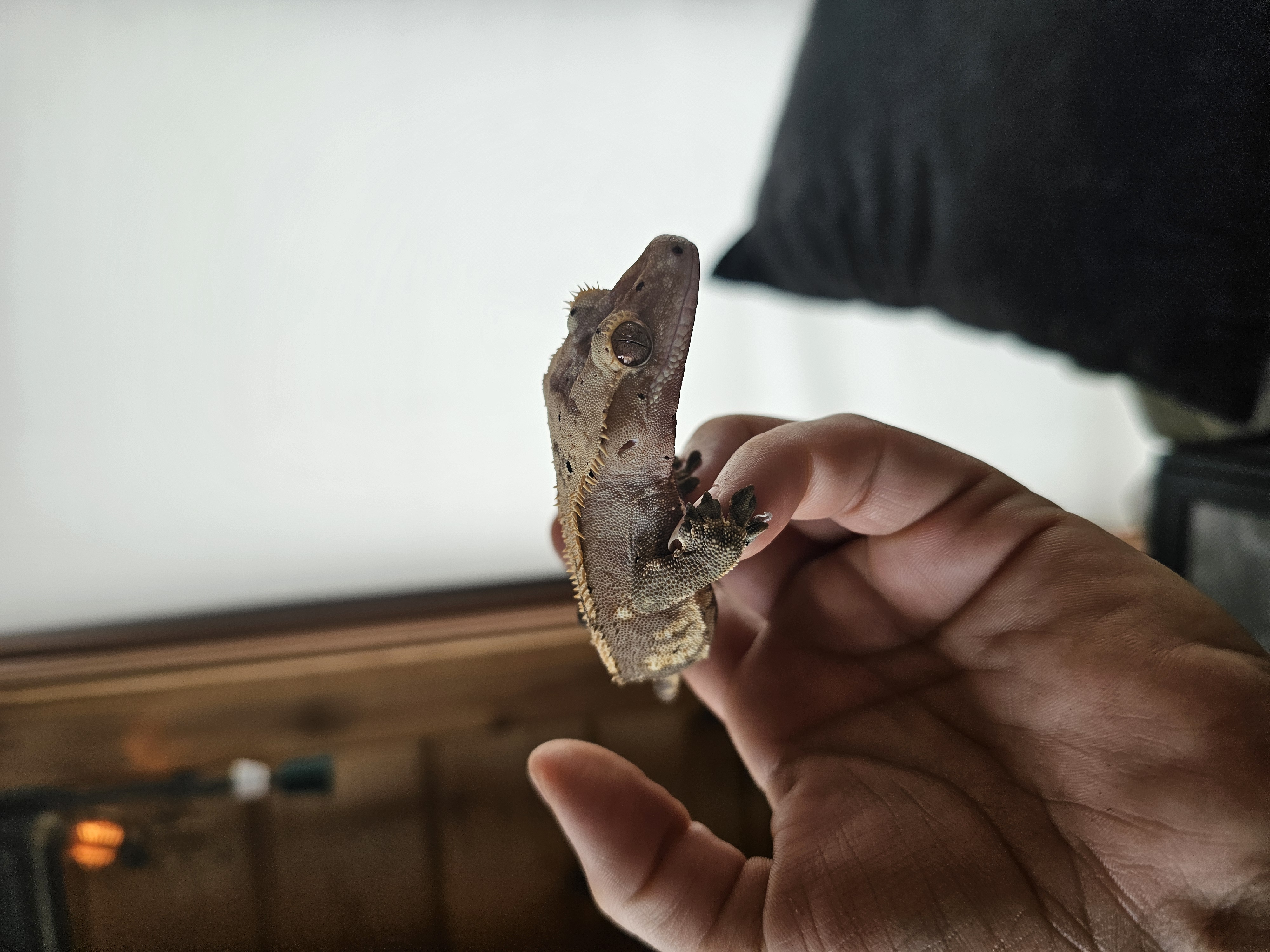Toothless photo 1