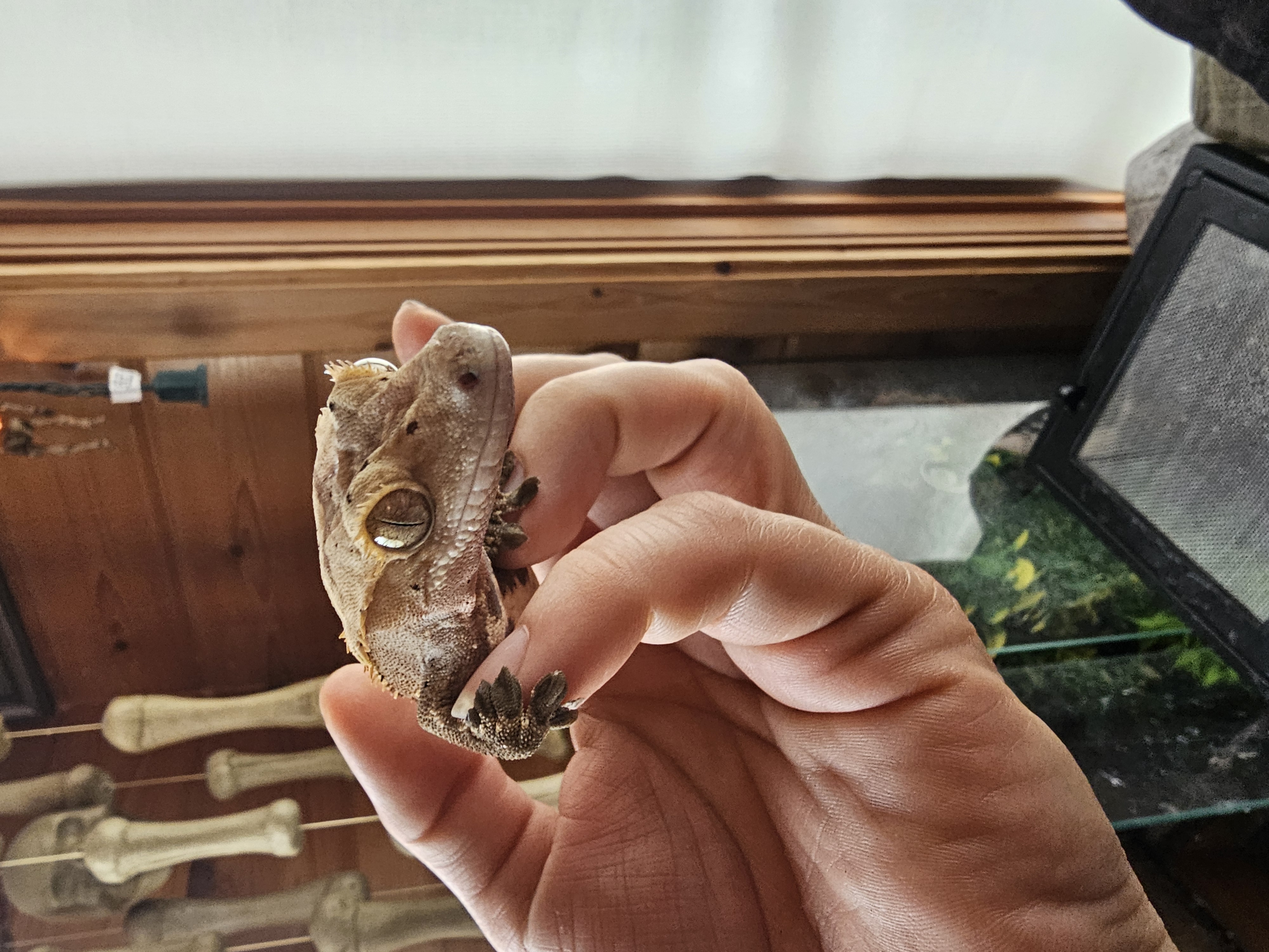 Toothless photo 3