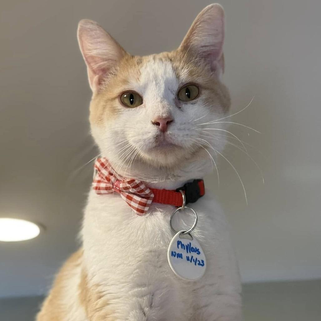 Phyleus, Adoptable, Adult Male Domestic Short Hair.