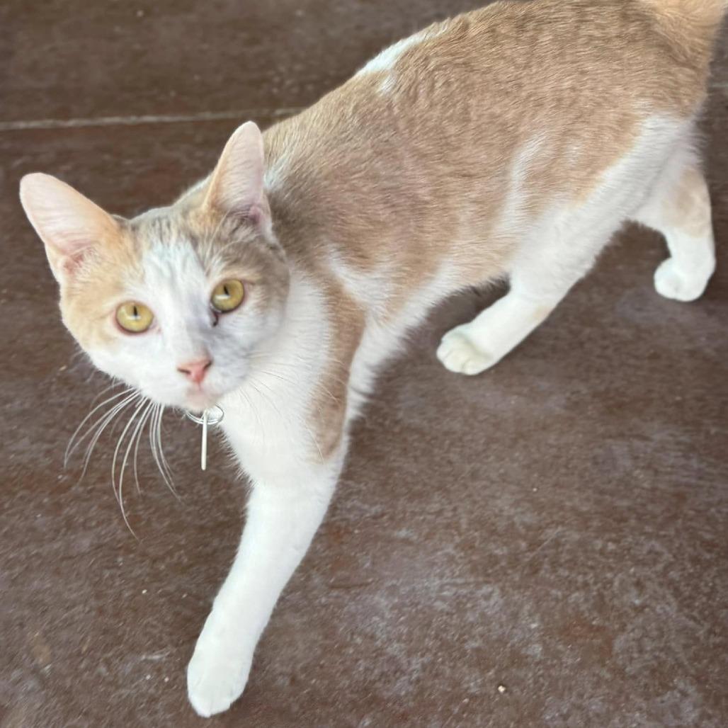 Enlarge Phyleus, a Adoptable Domestic Short Hair in Tucson, AZ image 3/4