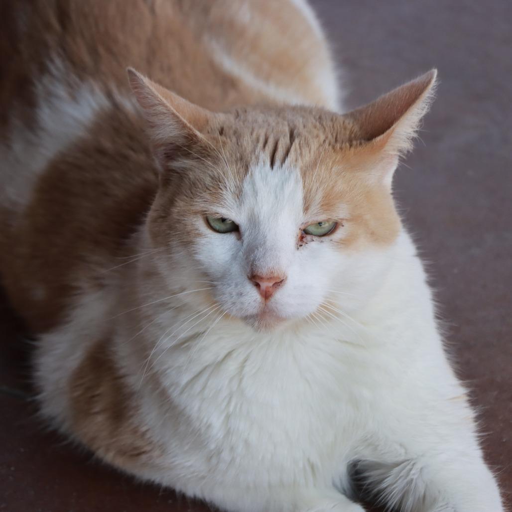 Enlarge Phyleus, a Adoptable Domestic Short Hair in Tucson, AZ image 4/5
