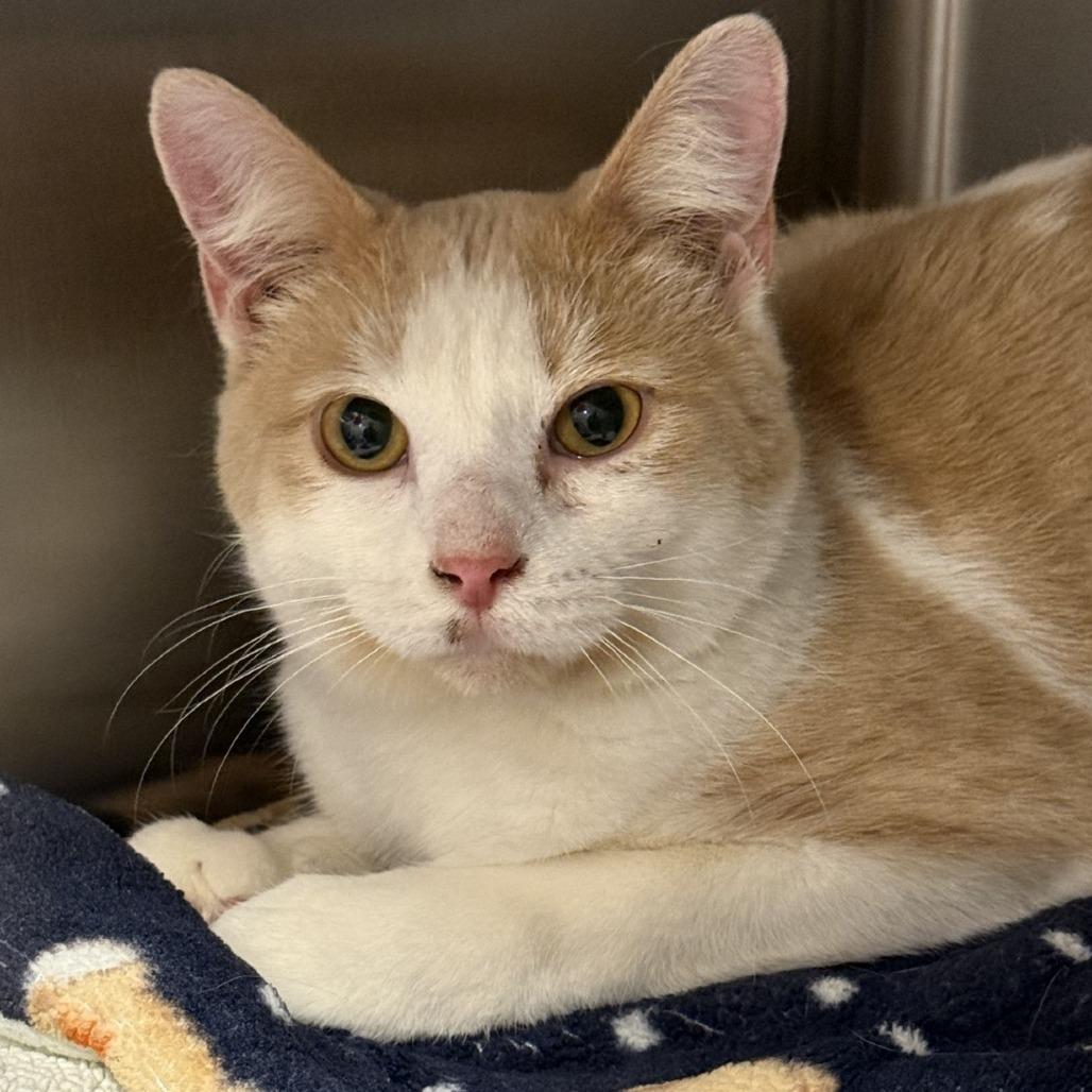 Enlarge Phyleus, a Adoptable Domestic Short Hair in Tucson, AZ image 4/4