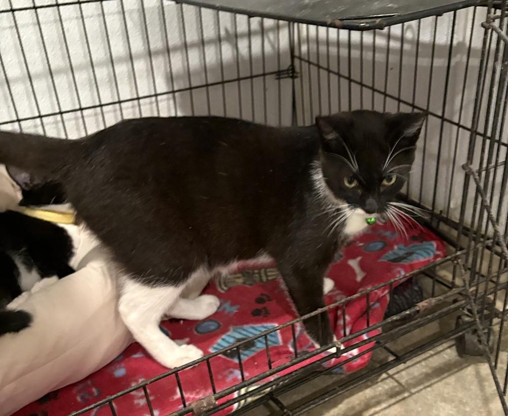 Enlarge Stephen, a Adoptable Domestic Short Hair in Crystal Springs, MS image 1/3