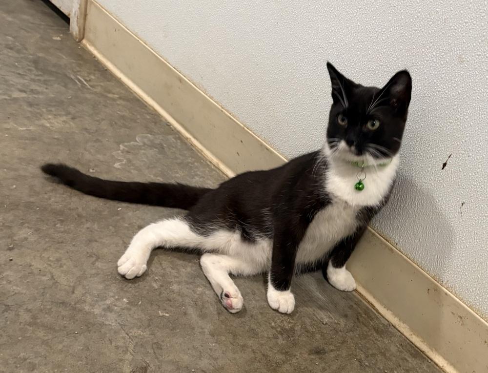 Enlarge Stephen, a Adoptable Domestic Short Hair in Crystal Springs, MS image 2/3