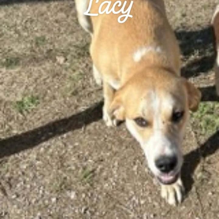 Lacy, Adoptable, Adult Female Cattle Dog & Mixed Breed.