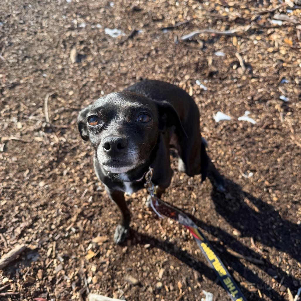 Turkey, Adoptable, Adult Female Mixed Breed.