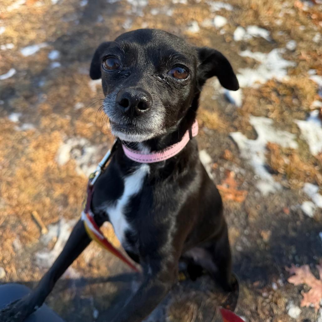 Enlarge Turkey, a Adoptable Mixed Breed in Warwick, RI image 2/4