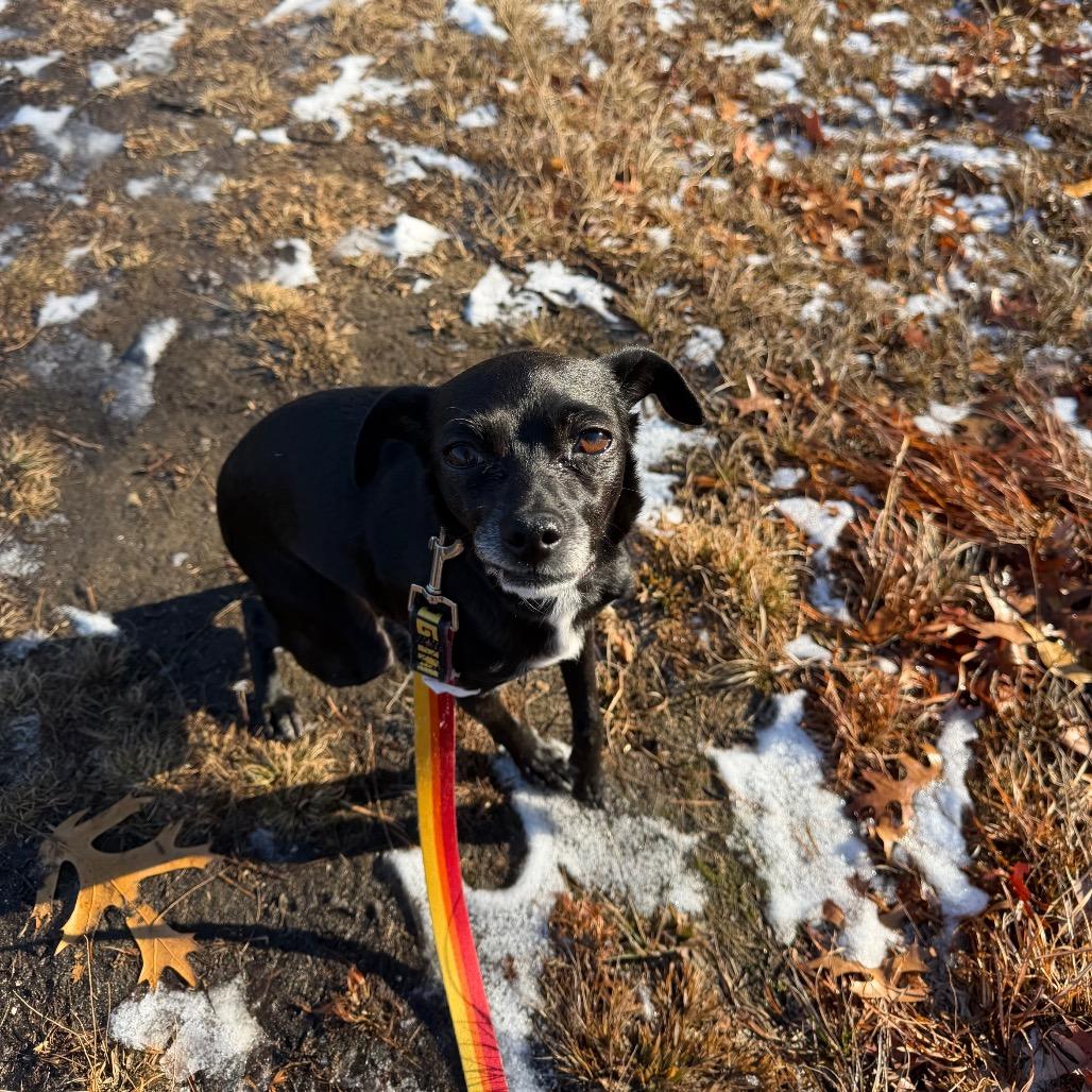 Enlarge Turkey, a Adoptable Mixed Breed in Warwick, RI image 4/4