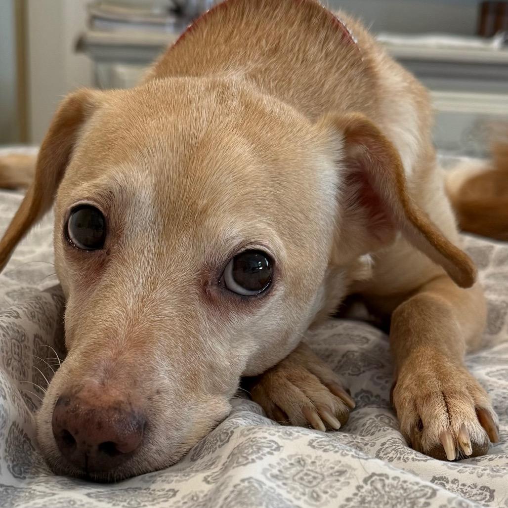 Ladybird, a Adoptable Mixed Breed in Rossville, GA image 2/6