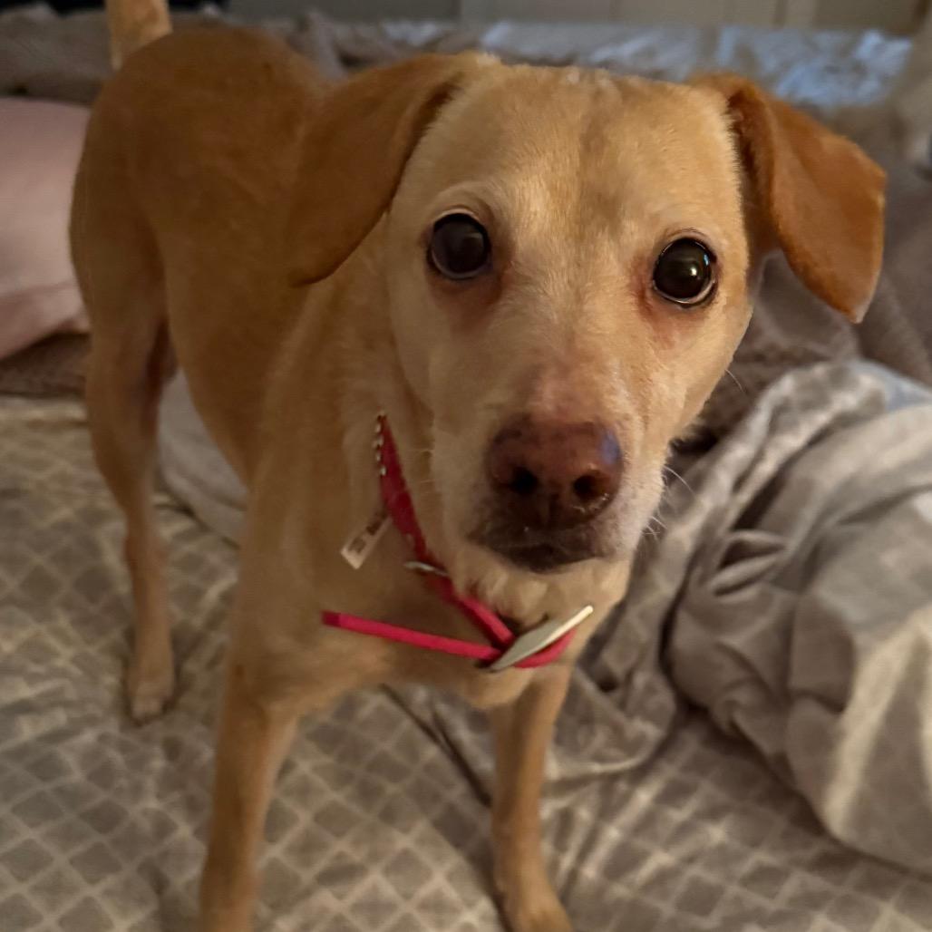 Ladybird, a Adoptable Mixed Breed in Rossville, GA image 3/6