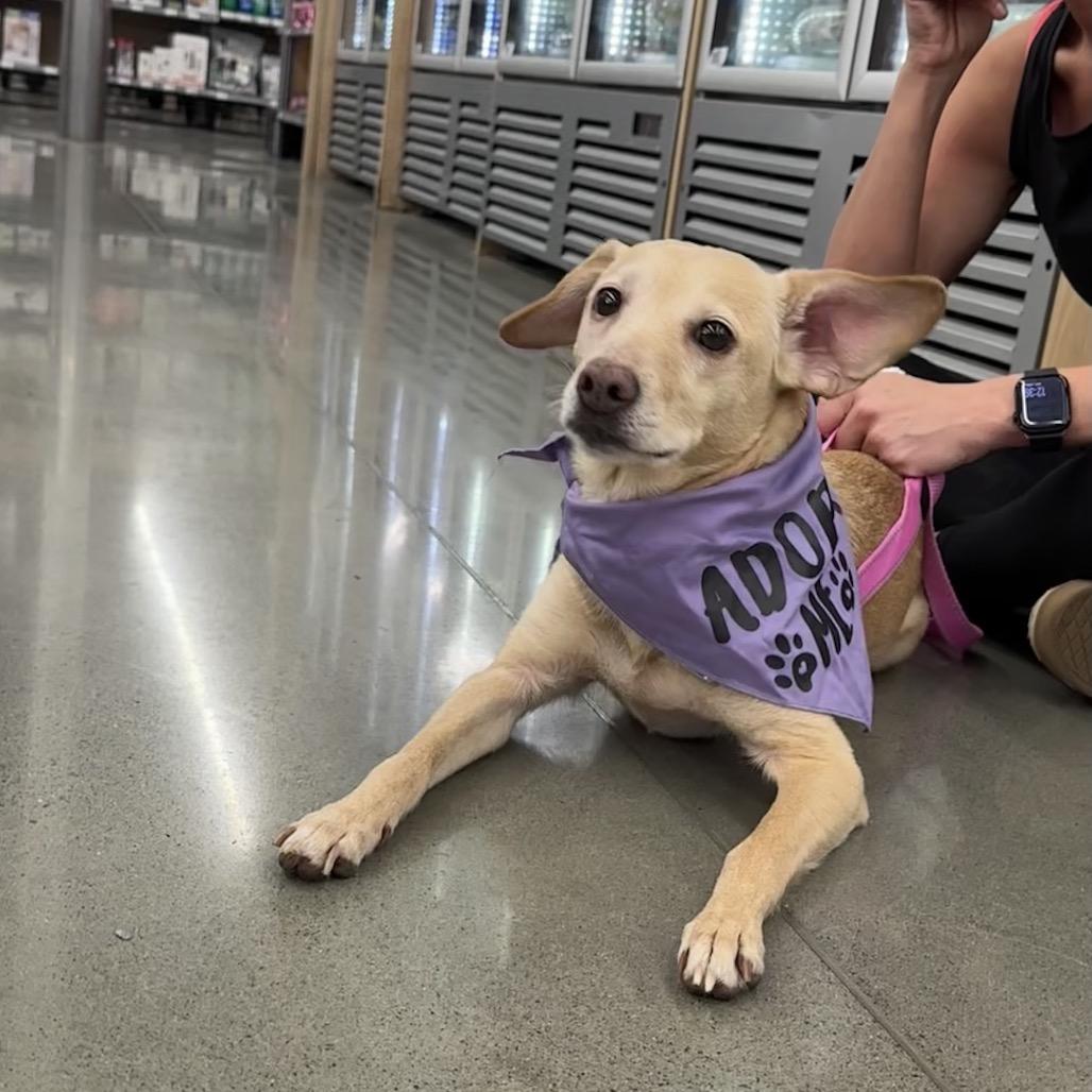 Ladybird, a Adoptable Mixed Breed in Rossville, GA image 5/6