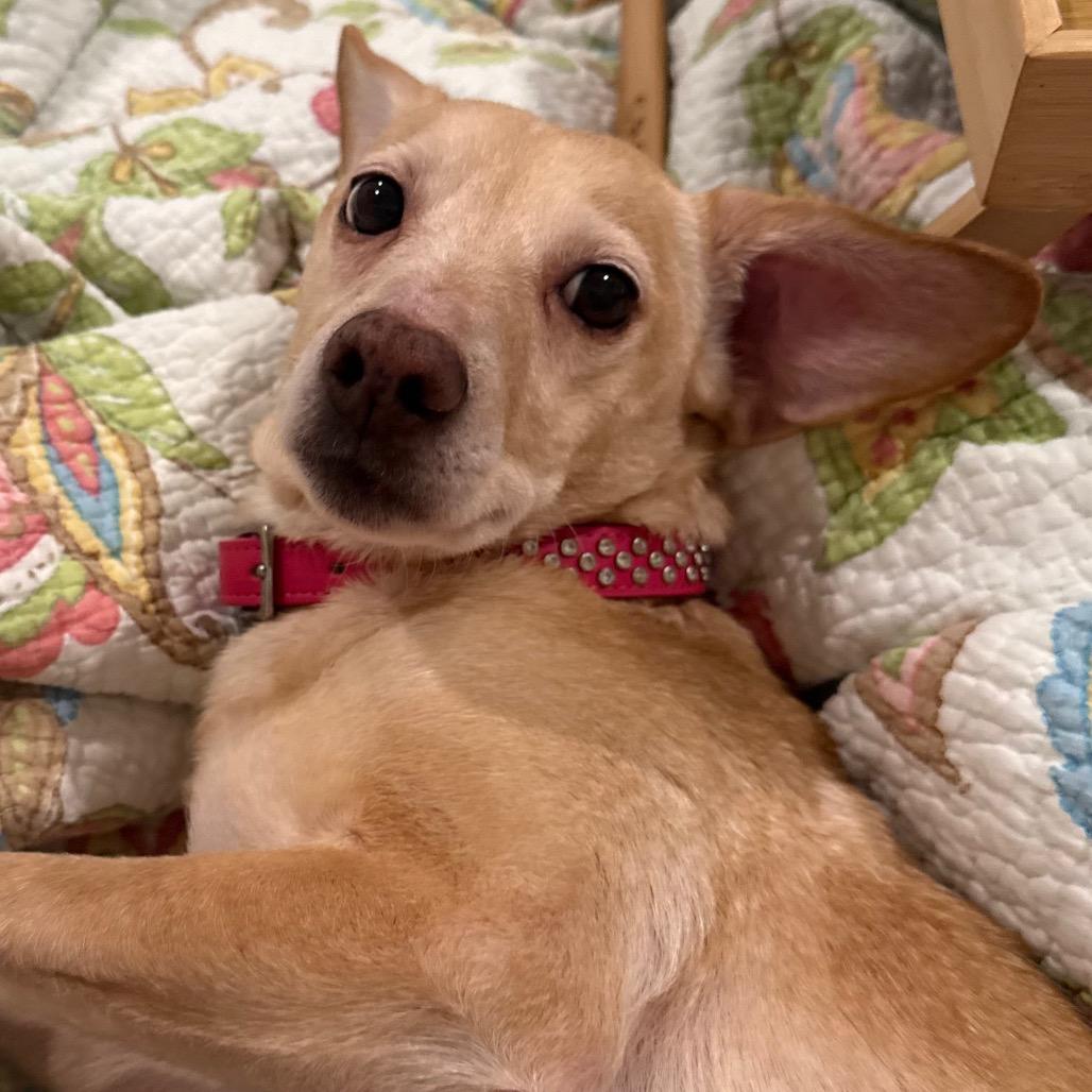 Ladybird, a Adoptable Mixed Breed in Rossville, GA image 6/6