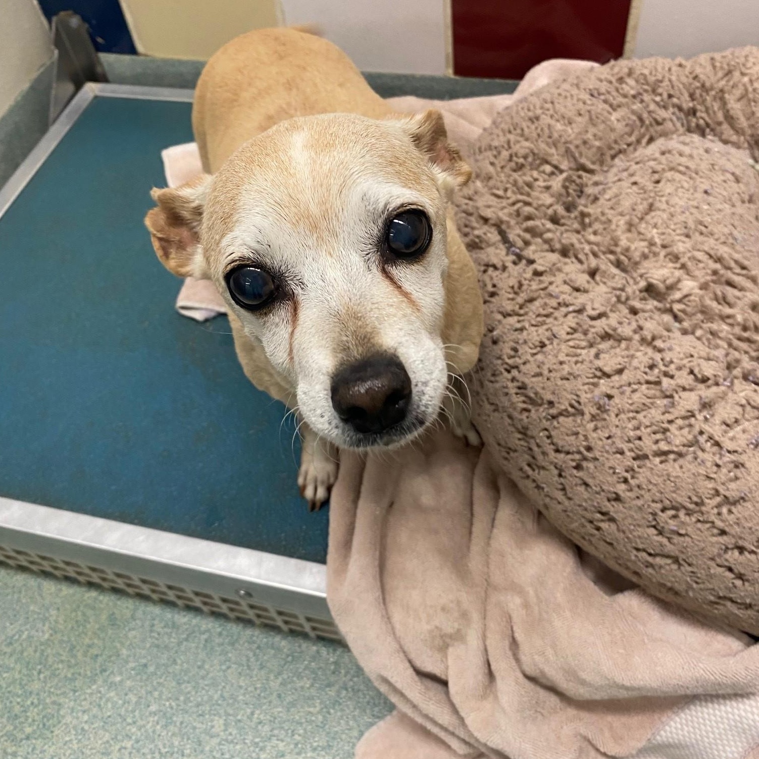 Taffy A102469, Adoptable, Adult Female Chihuahua & Dachshund.