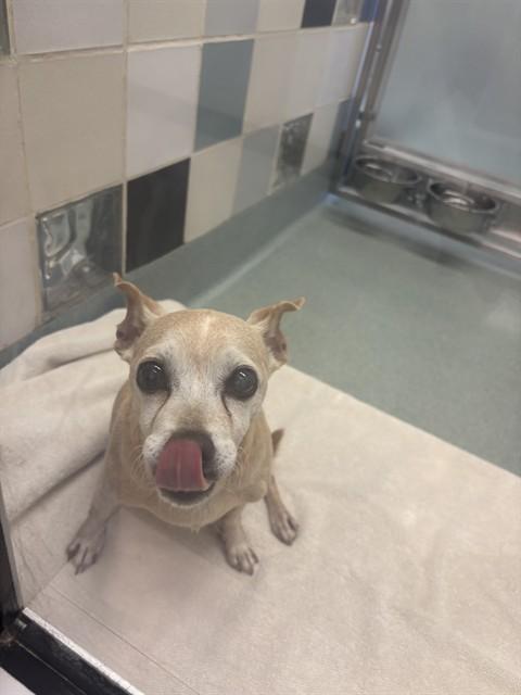Enlarge Taffy A102469, a Adoptable mixed breed in Plano, TX image 3/3