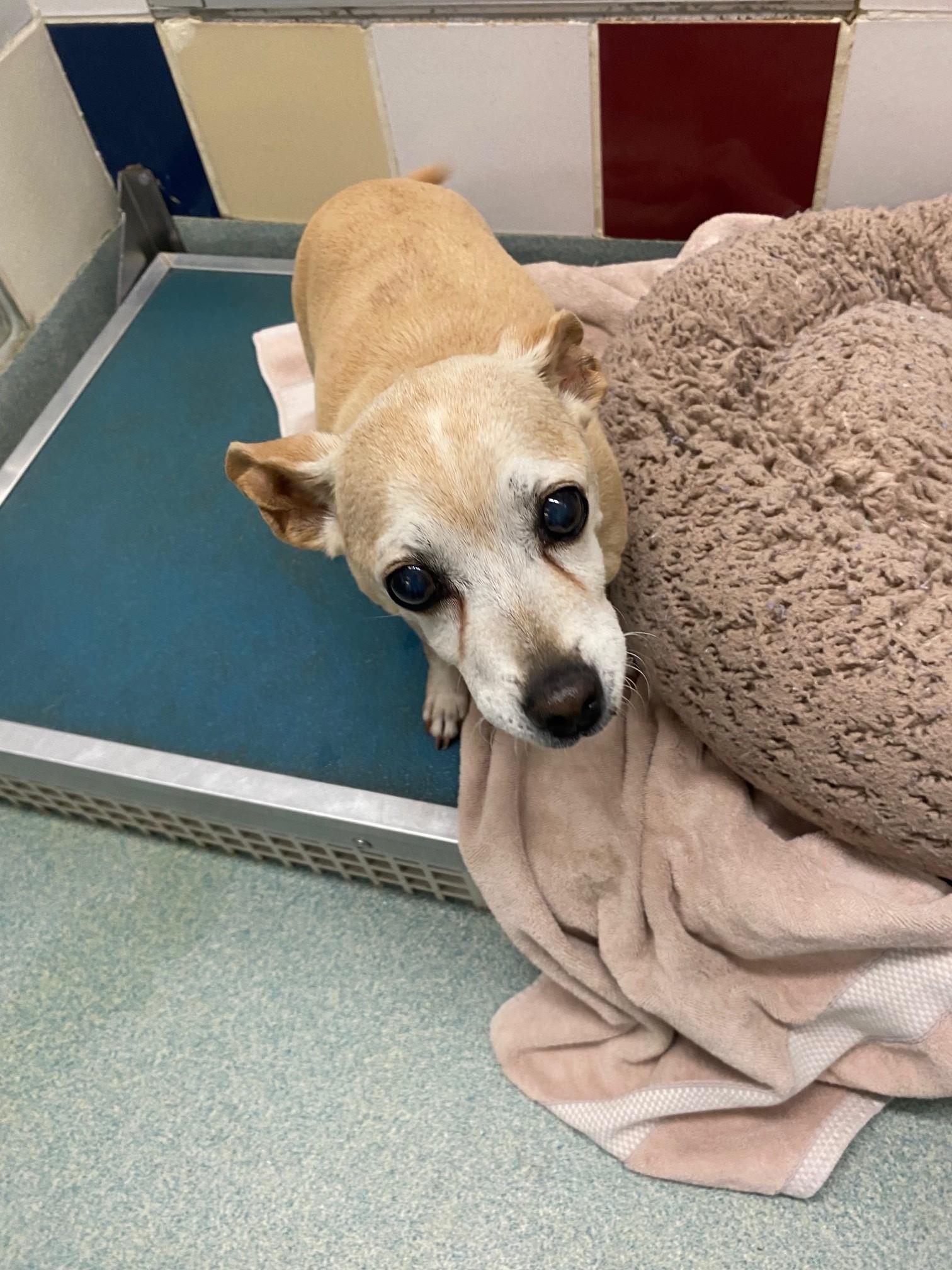 Enlarge Taffy A102469, a Adoptable mixed breed in Plano, TX image 2/3