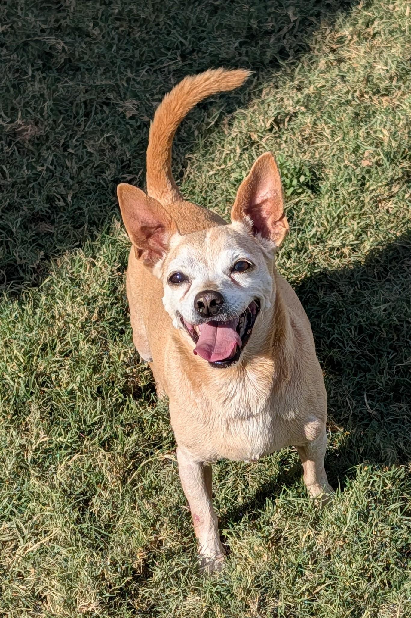 Taffy A102469, Adoptable, Adult Female Chihuahua & Dachshund.