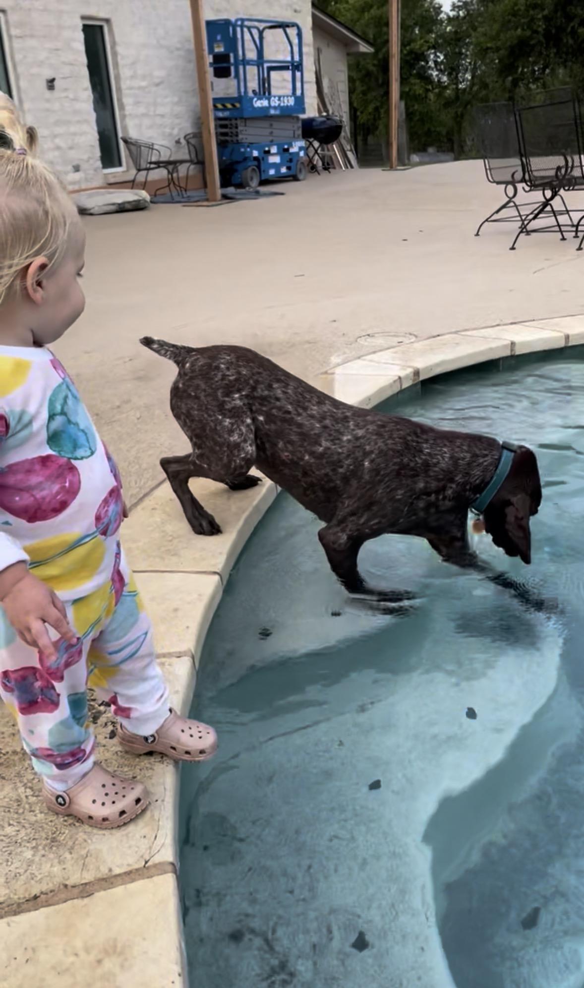 Lewis, a ADOPTABLE German Shorthaired Pointer in Little Rock, AR image 2/4