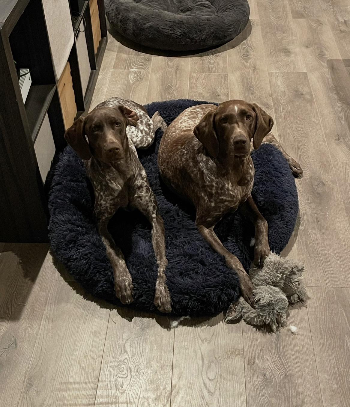 Lewis, a ADOPTABLE German Shorthaired Pointer in Little Rock, AR image 1/4