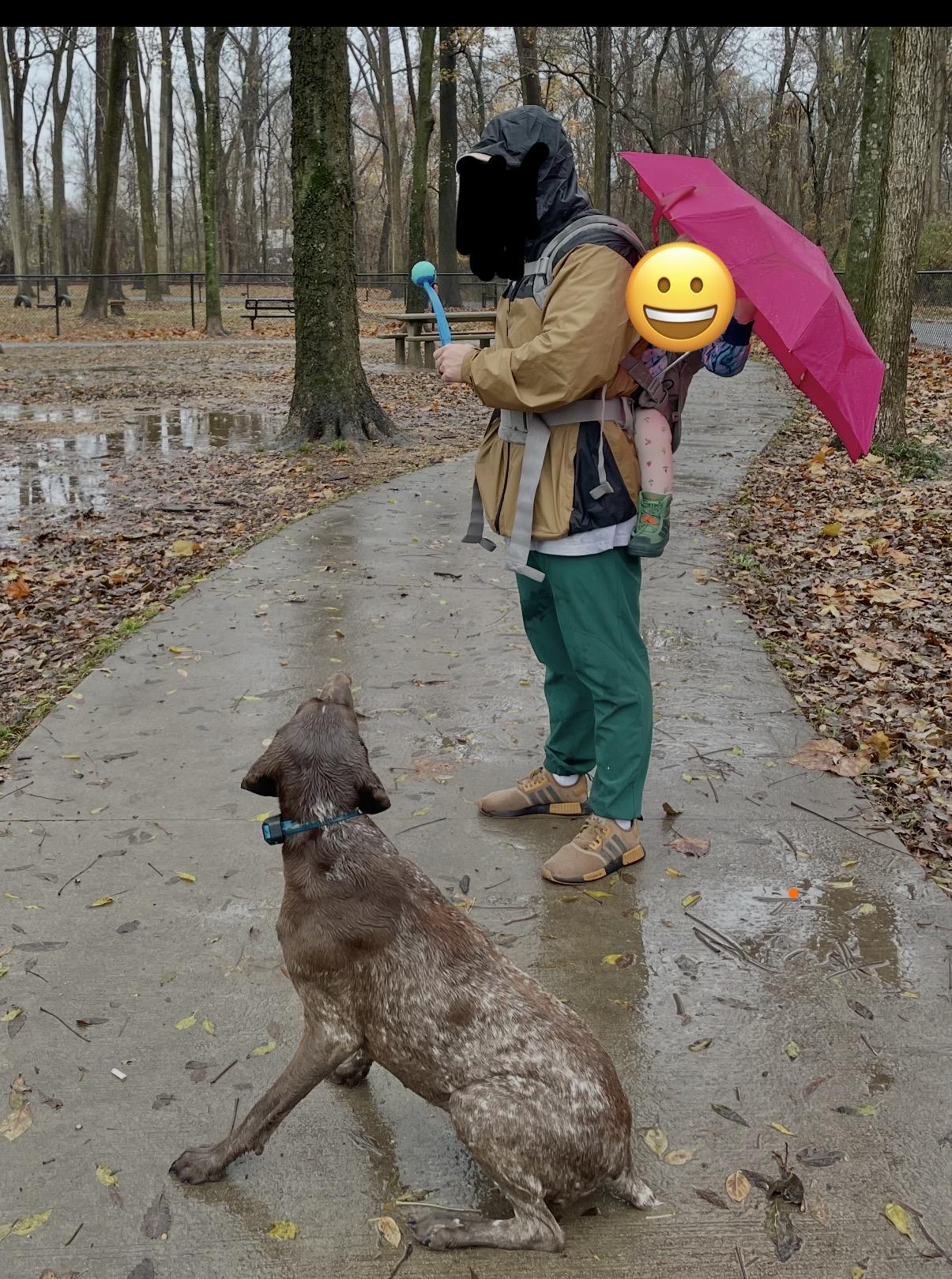 Lewis, a ADOPTABLE German Shorthaired Pointer in Little Rock, AR image 4/4