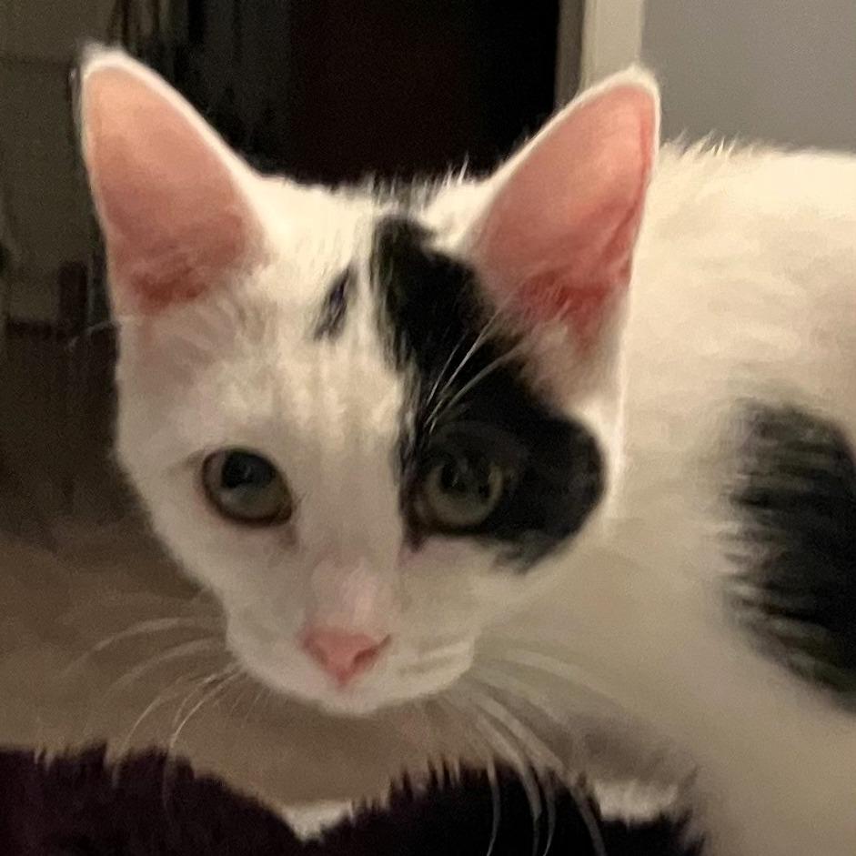 Aspen, Adoptable, Young Female Domestic Short Hair.