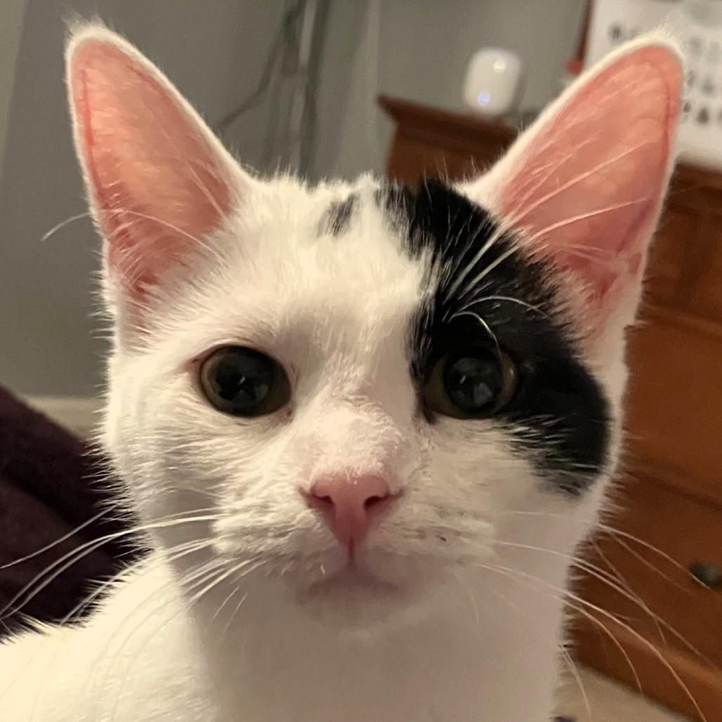 Aspen, Adoptable, Young Female Domestic Short Hair.