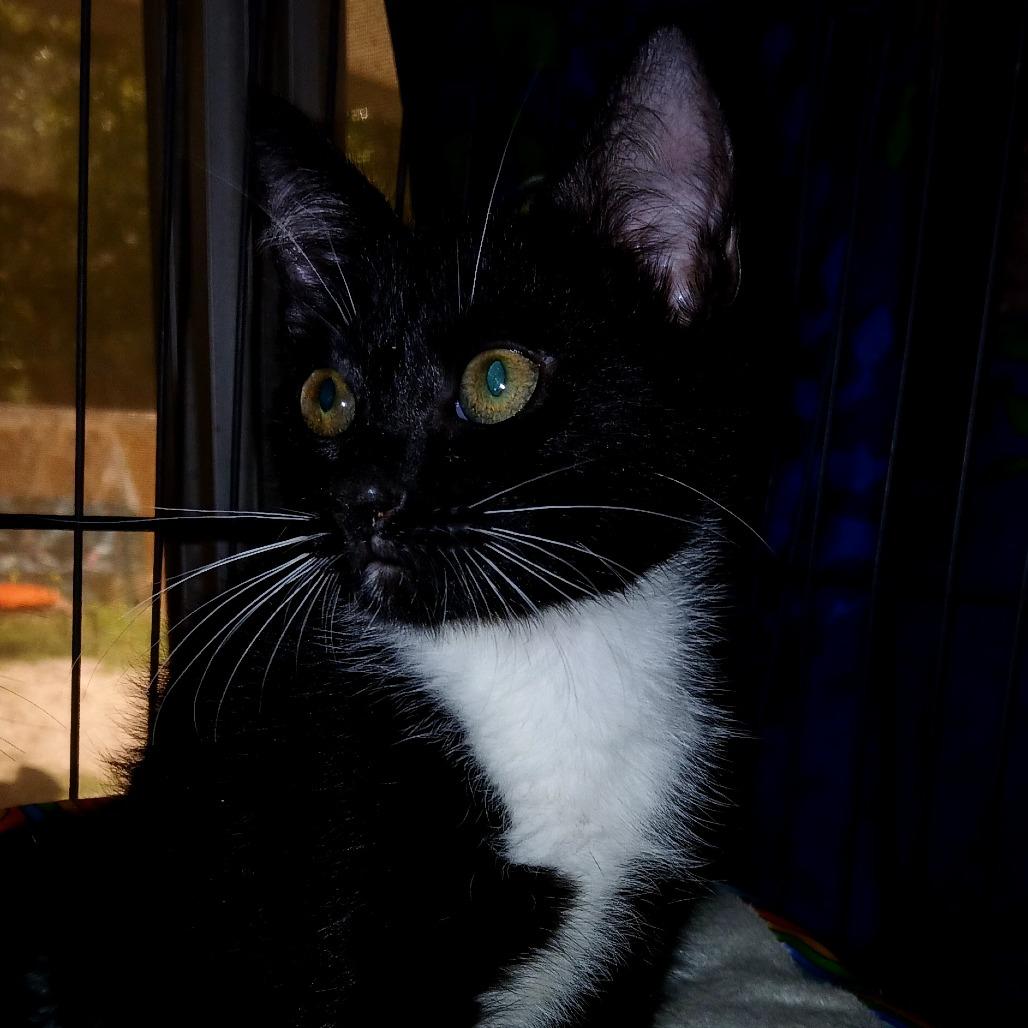 Enlarge Jensen, a Adoptable Domestic Short Hair in debary, FL image 1/1