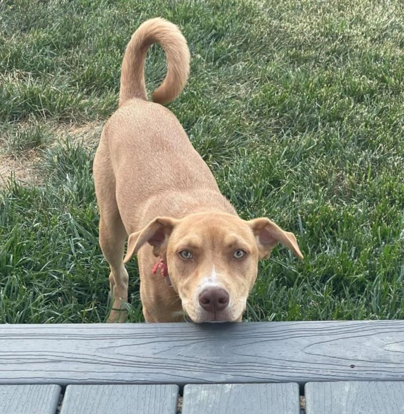 Laney - w/house, Adoptable, Adult Female Labrador Retriever & Husky.