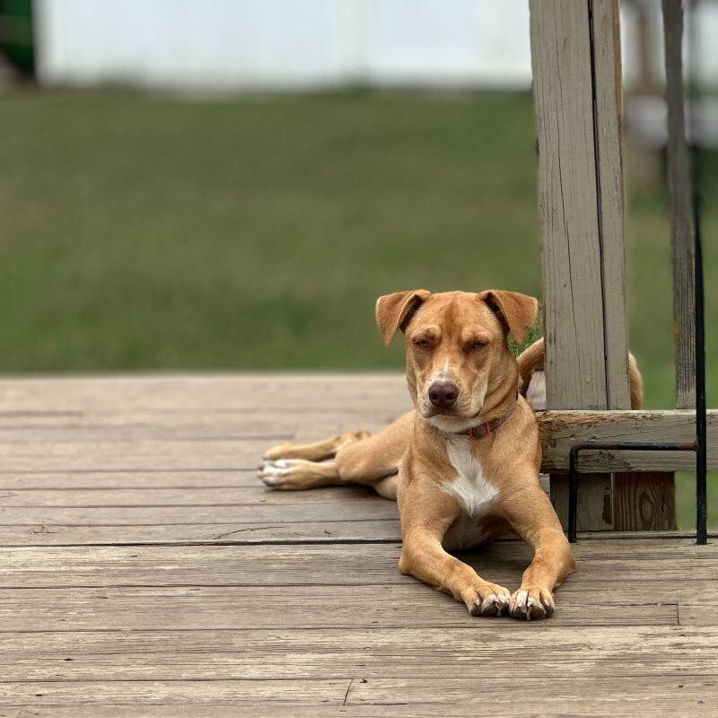 Enlarge Laney - w/house, a Adoptable mixed breed in Partlow, VA image 2/4