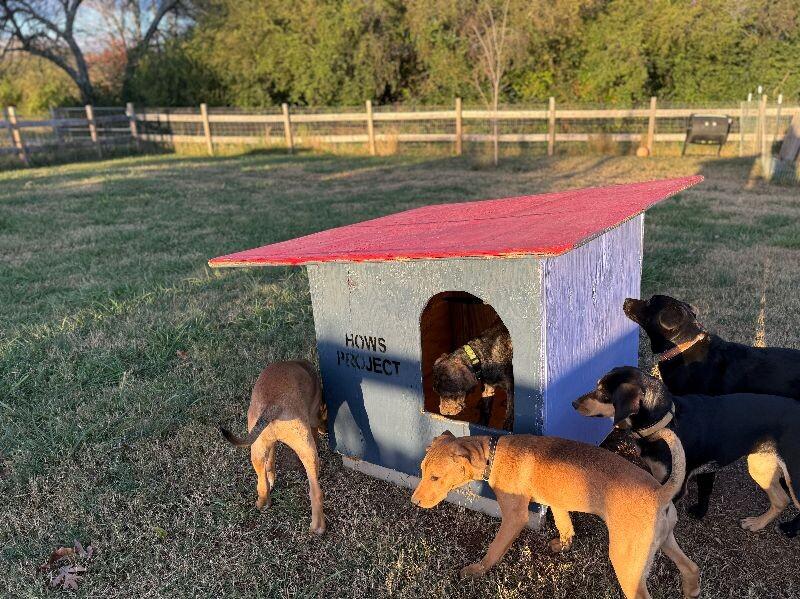 Enlarge Laney - w/house, a Adoptable mixed breed in Partlow, VA image 3/4
