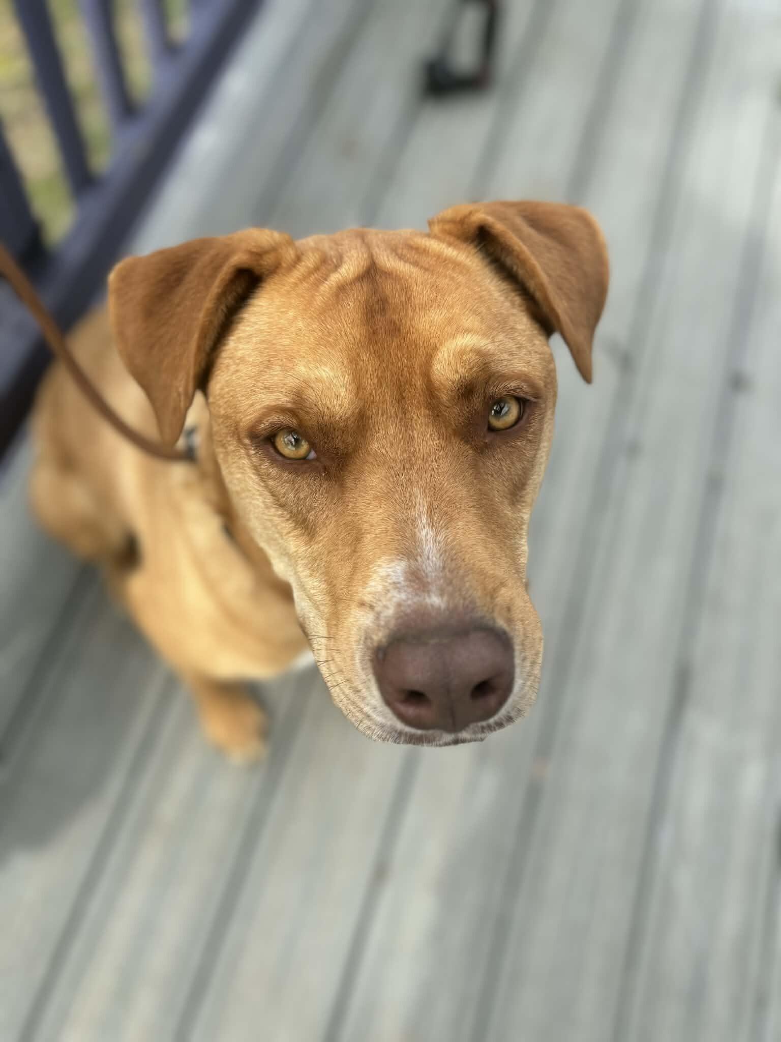 Enlarge Laney - w/house, a Adoptable mixed breed in Partlow, VA image 4/4