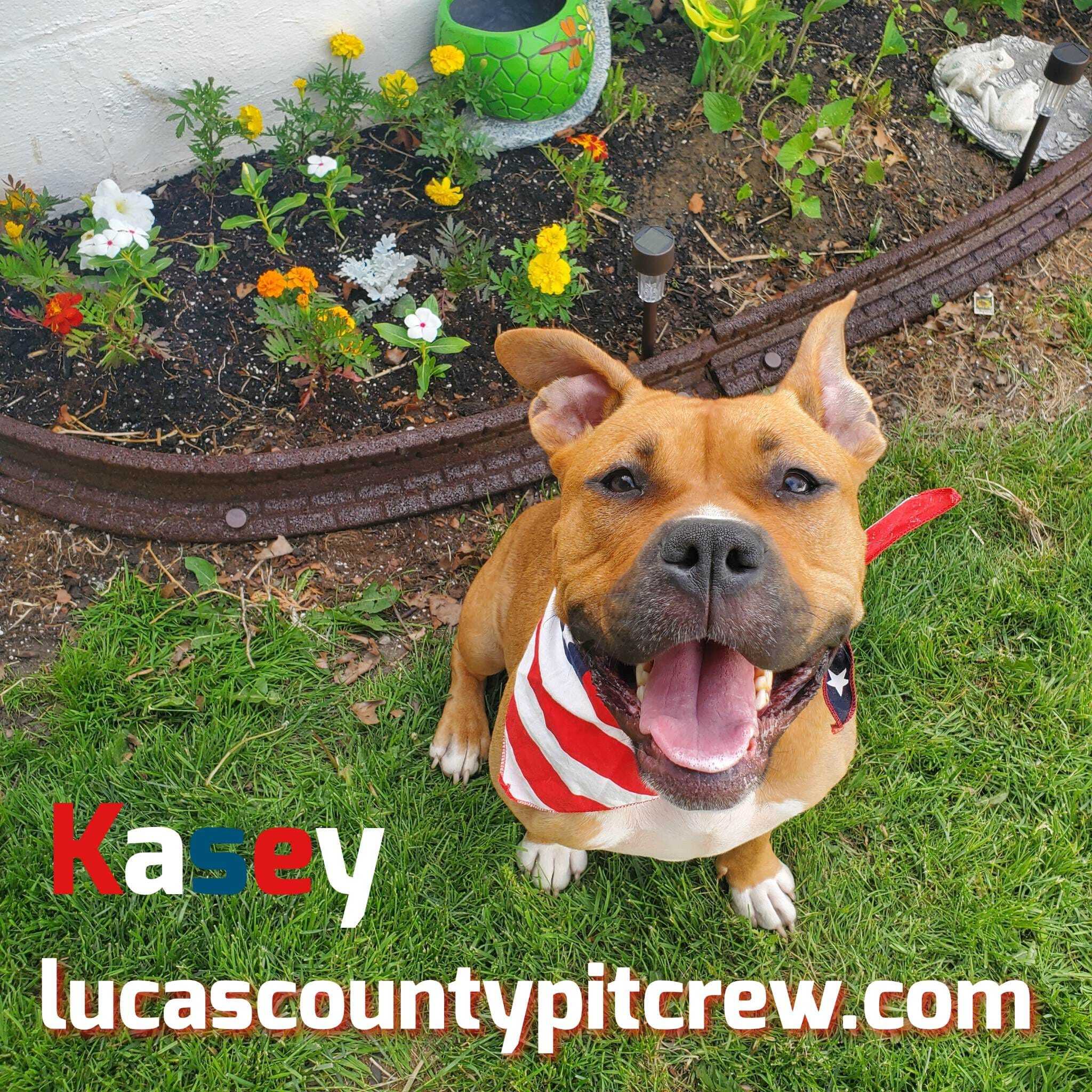 Enlarge Kasey, a Adoptable American Staffordshire Terrier in Toledo, OH image 1/4