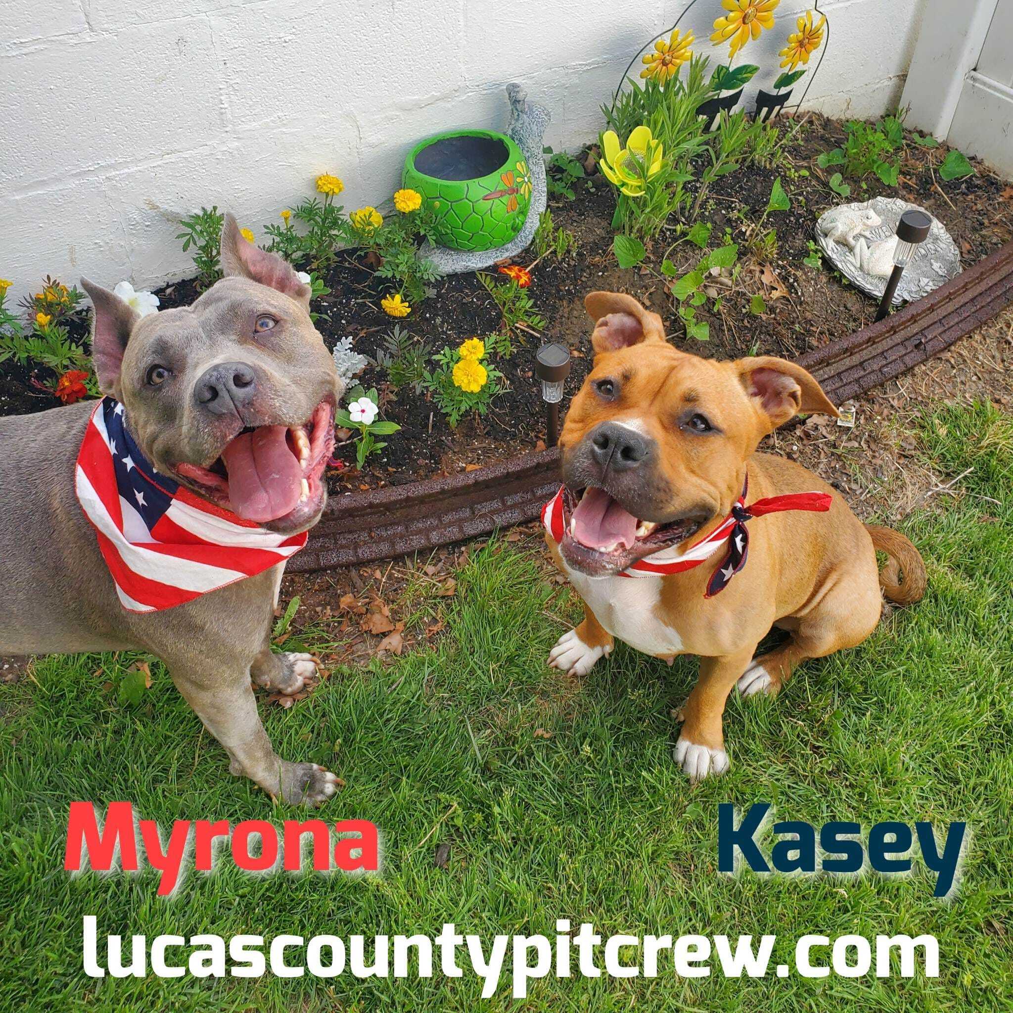 Enlarge Kasey, a Adoptable American Staffordshire Terrier in Toledo, OH image 3/4
