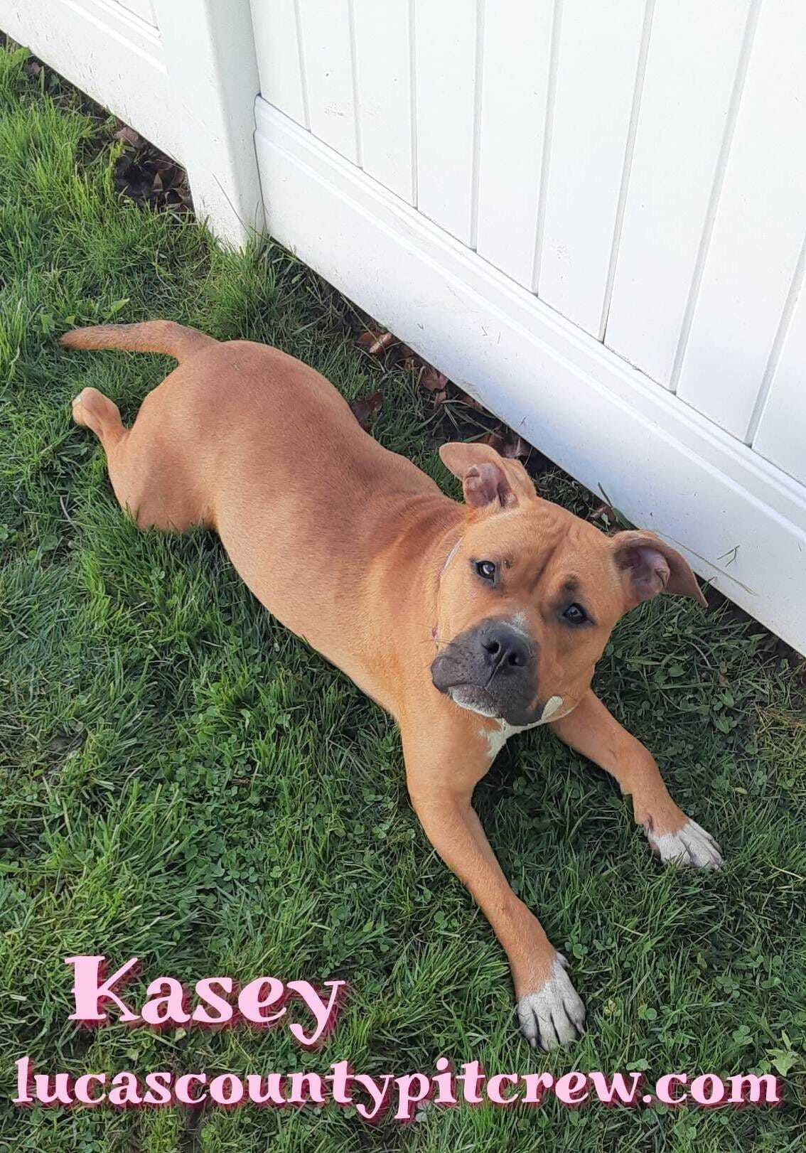 Enlarge Kasey, a Adoptable American Staffordshire Terrier in Toledo, OH image 4/4