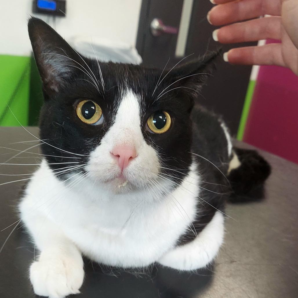 Frappuccino, Adoptable, Adult Male American Shorthair.