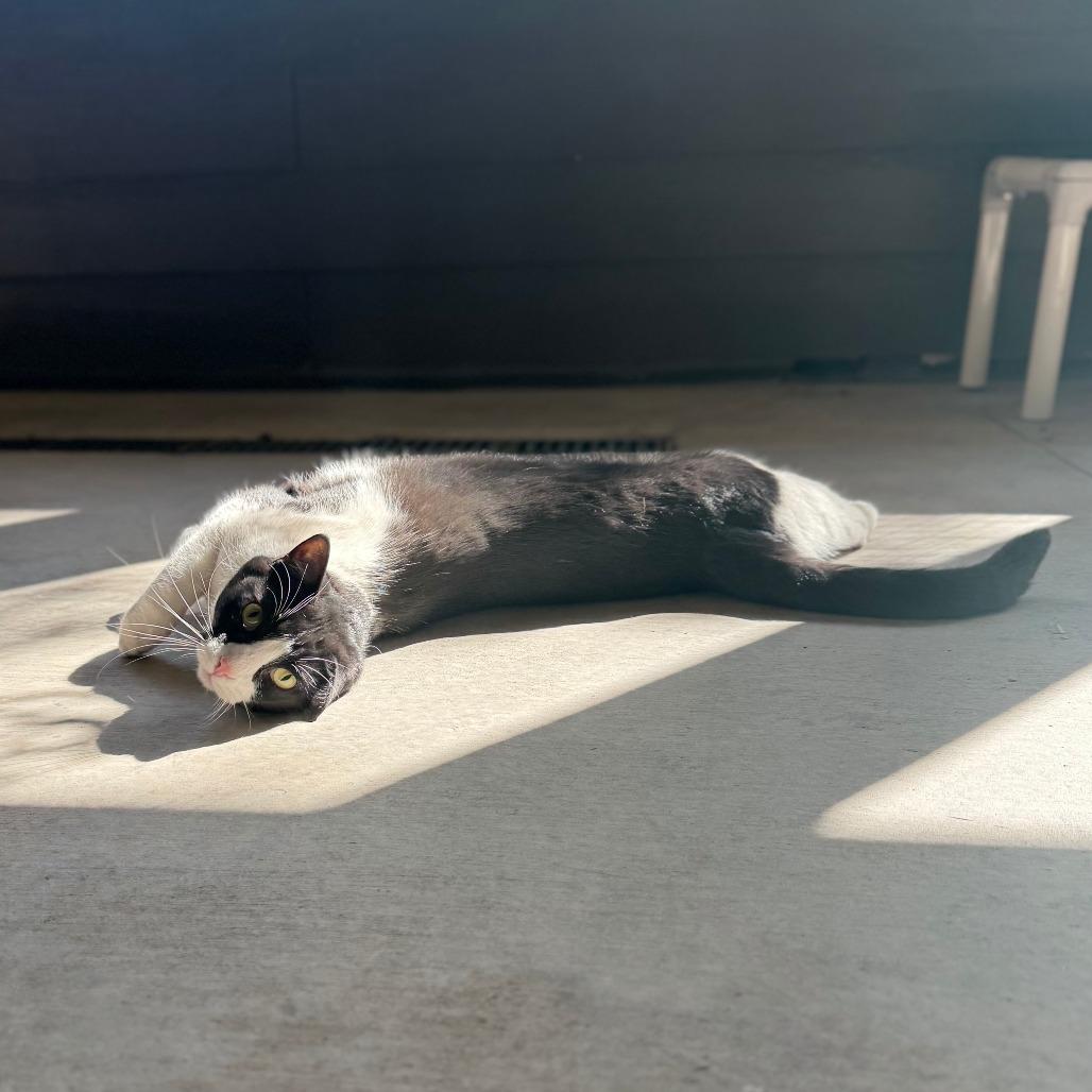 Enlarge Frappuccino, a Adoptable American Shorthair in Ponca City, OK image 2/5