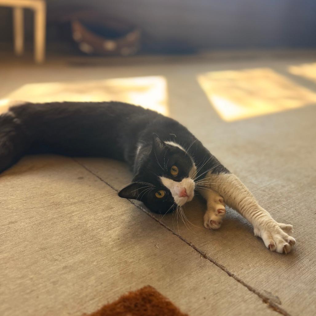 Enlarge Frappuccino, a Adoptable American Shorthair in Ponca City, OK image 4/5