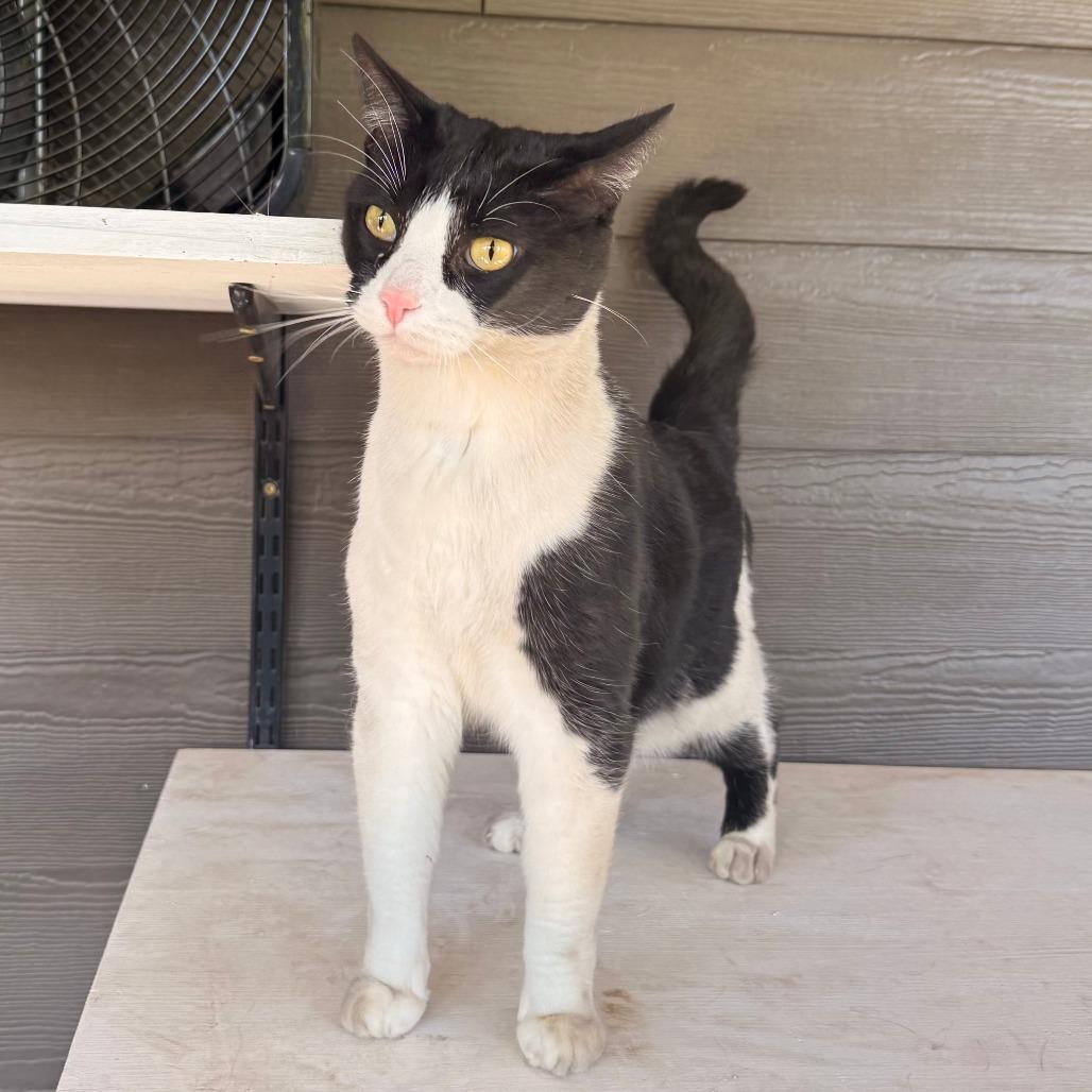 Enlarge Frappuccino, a Adoptable American Shorthair in Ponca City, OK image 5/5